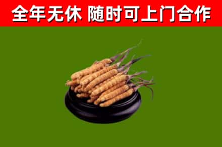屯留区回收冬虫夏草